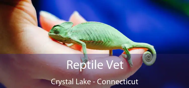 Reptile Vet Crystal Lake - Connecticut