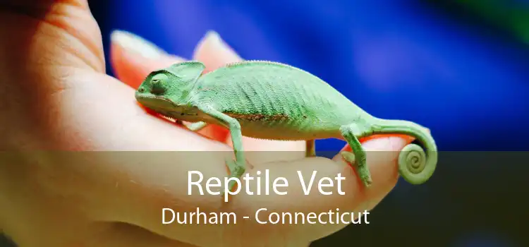Reptile Vet Durham - Connecticut