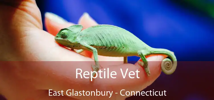 Reptile Vet East Glastonbury - Connecticut