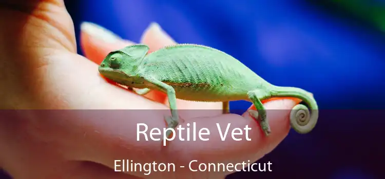 Reptile Vet Ellington - Connecticut