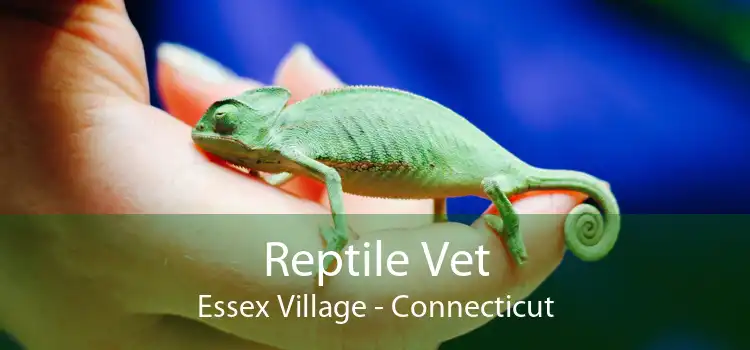 Reptile Vet Essex Village - Connecticut