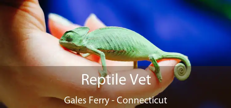 Reptile Vet Gales Ferry - Connecticut
