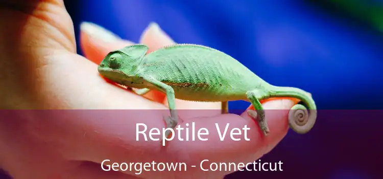 Reptile Vet Georgetown - Connecticut