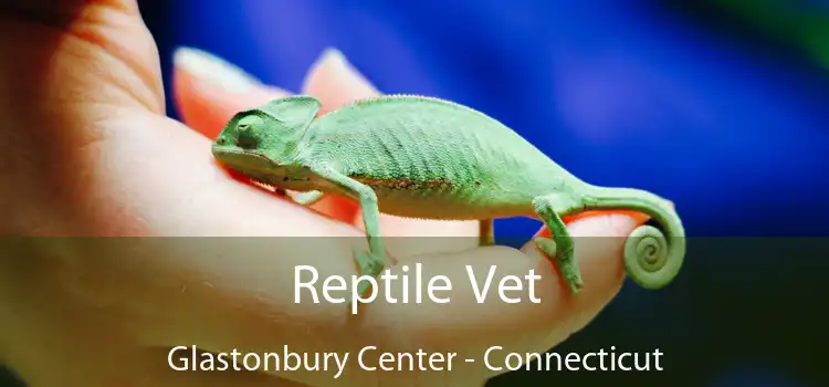 Reptile Vet Glastonbury Center - Connecticut
