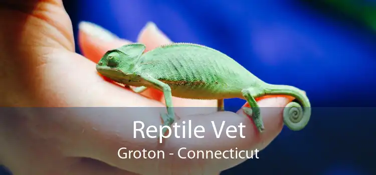 Reptile Vet Groton - Connecticut