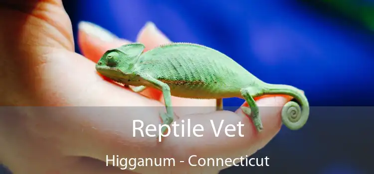Reptile Vet Higganum - Connecticut