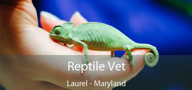 Reptile Vet Laurel - Maryland