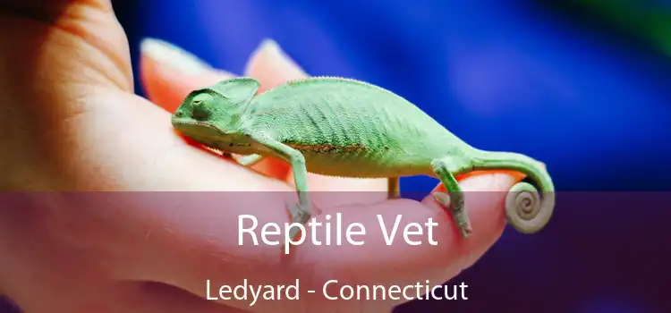 Reptile Vet Ledyard - Connecticut