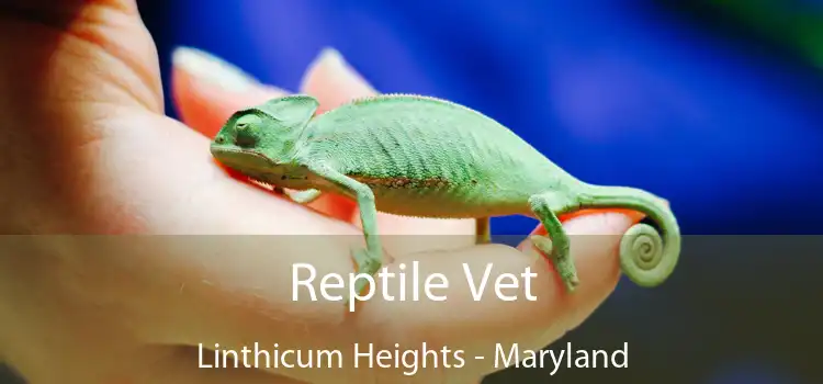 Reptile Vet Linthicum Heights - Maryland