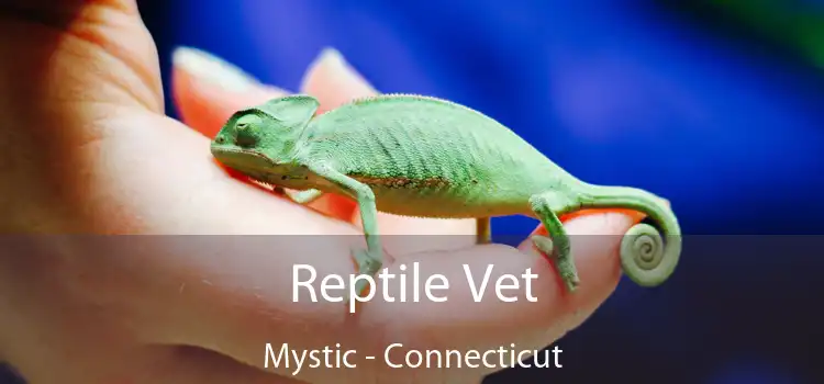 Reptile Vet Mystic - Connecticut