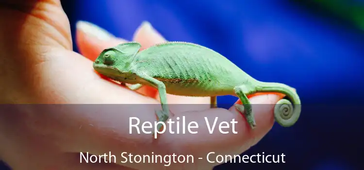 Reptile Vet North Stonington - Connecticut