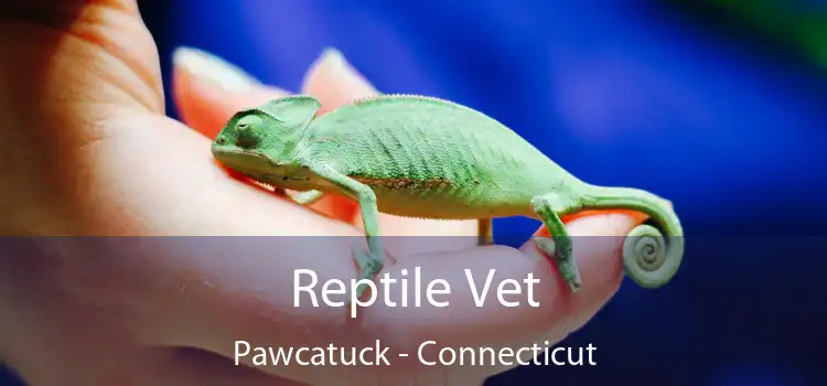 Reptile Vet Pawcatuck - Connecticut