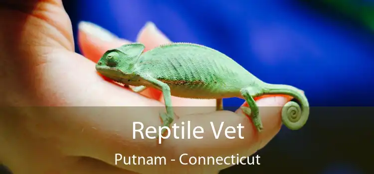 Reptile Vet Putnam - Connecticut