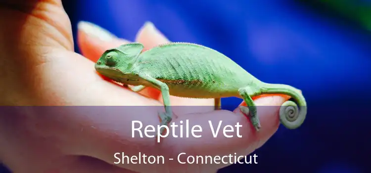 Reptile Vet Shelton - Connecticut
