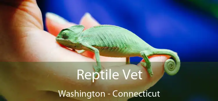 Reptile Vet Washington - Connecticut