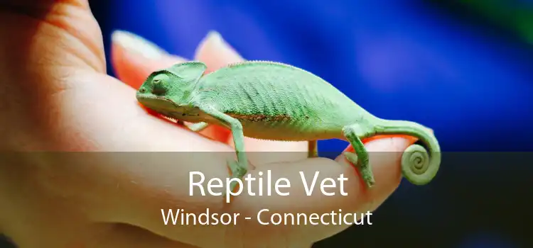 Reptile Vet Windsor - Connecticut