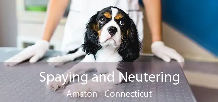Spaying and Neutering Amston - Connecticut