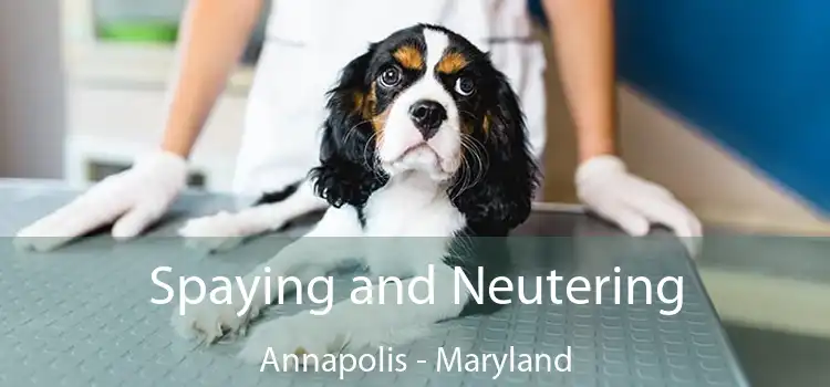 Spaying and Neutering Annapolis - Maryland