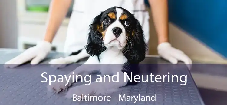 Spaying and Neutering Baltimore - Maryland