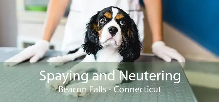 Spaying and Neutering Beacon Falls - Connecticut