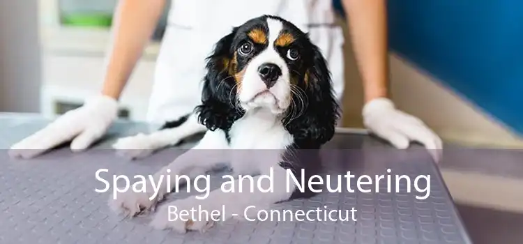 Spaying and Neutering Bethel - Connecticut