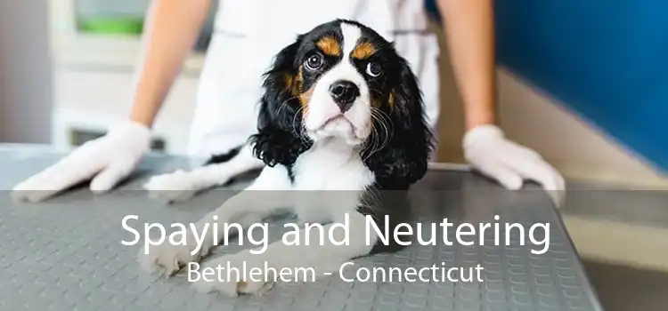 Spaying and Neutering Bethlehem - Connecticut