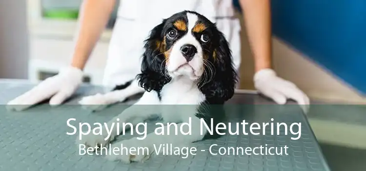 Spaying and Neutering Bethlehem Village - Connecticut