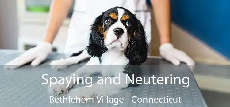 Spaying and Neutering Bethlehem Village - Connecticut