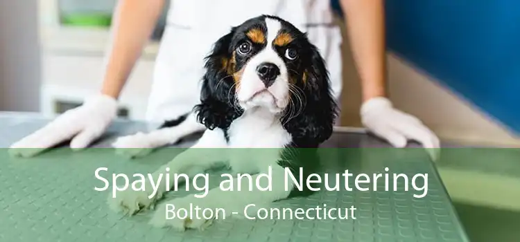 Spaying and Neutering Bolton - Connecticut
