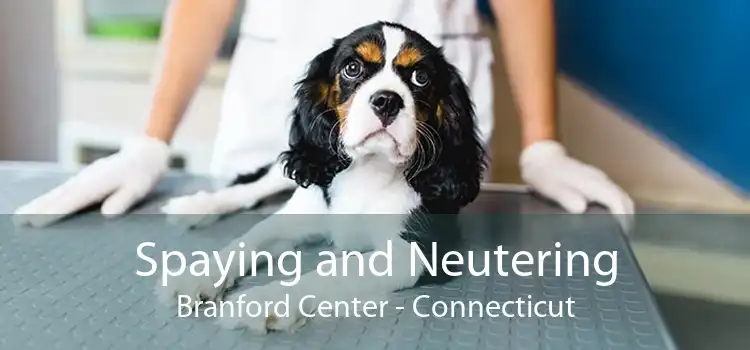 Spaying and Neutering Branford Center - Connecticut