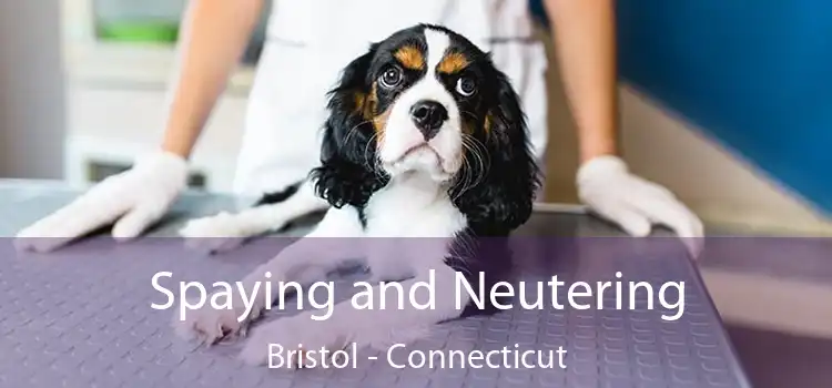 Spaying and Neutering Bristol - Connecticut