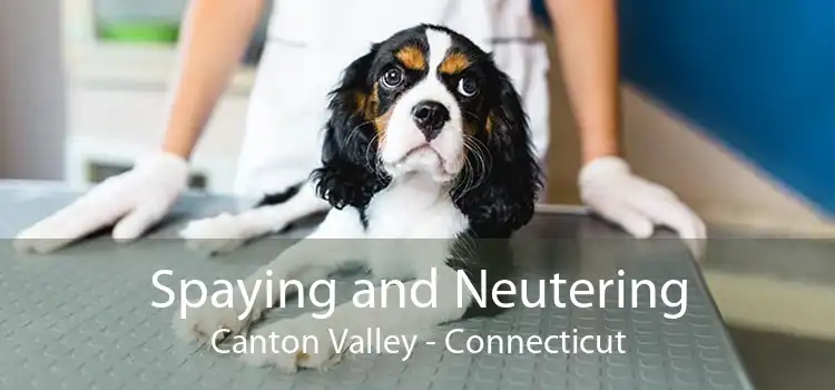 Spaying and Neutering Canton Valley - Connecticut
