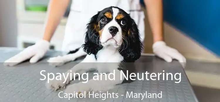 Spaying and Neutering Capitol Heights - Maryland