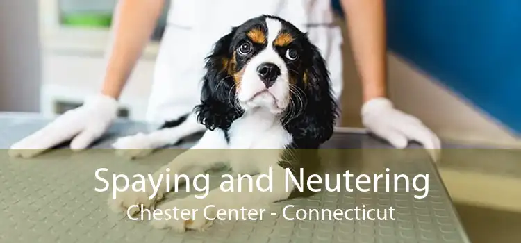 Spaying and Neutering Chester Center - Connecticut