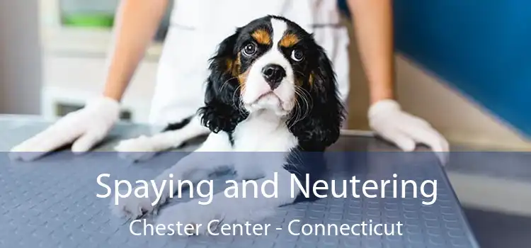 Spaying and Neutering Chester Center - Connecticut