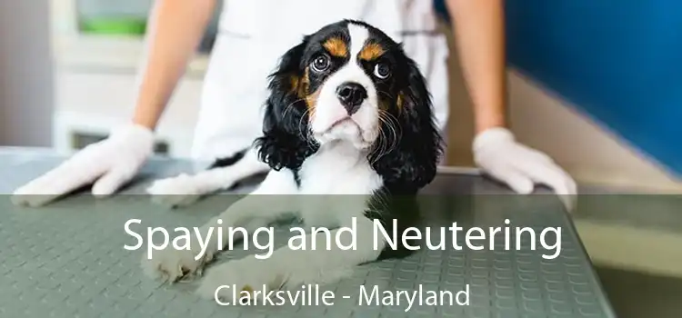 Spaying and Neutering Clarksville - Maryland