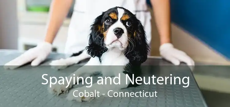 Spaying and Neutering Cobalt - Connecticut