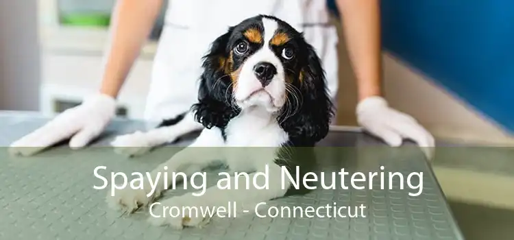 Spaying and Neutering Cromwell - Connecticut