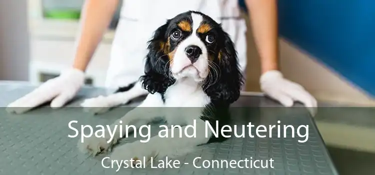 Spaying and Neutering Crystal Lake - Connecticut