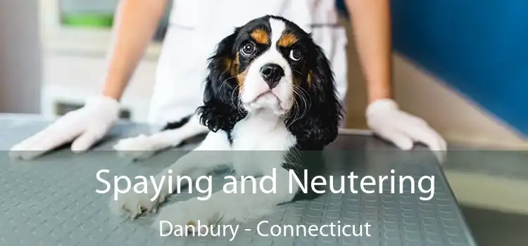 Spaying and Neutering Danbury - Connecticut