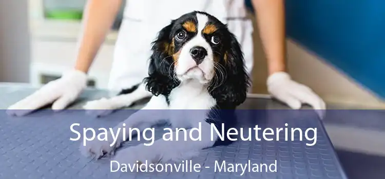 Spaying and Neutering Davidsonville - Maryland