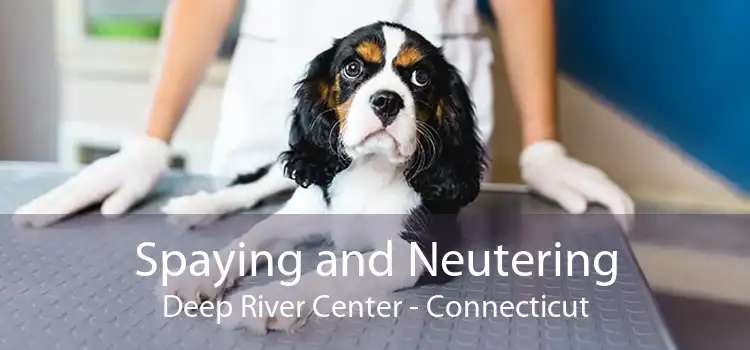 Spaying and Neutering Deep River Center - Connecticut