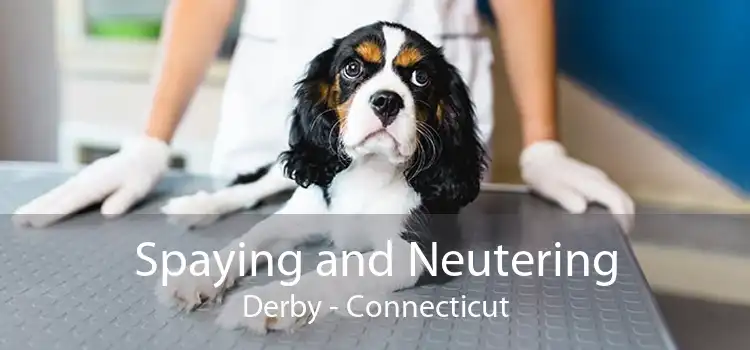 Spaying and Neutering Derby - Connecticut