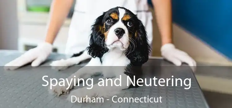Spaying and Neutering Durham - Connecticut