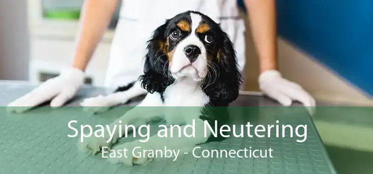 Spaying and Neutering East Granby - Connecticut