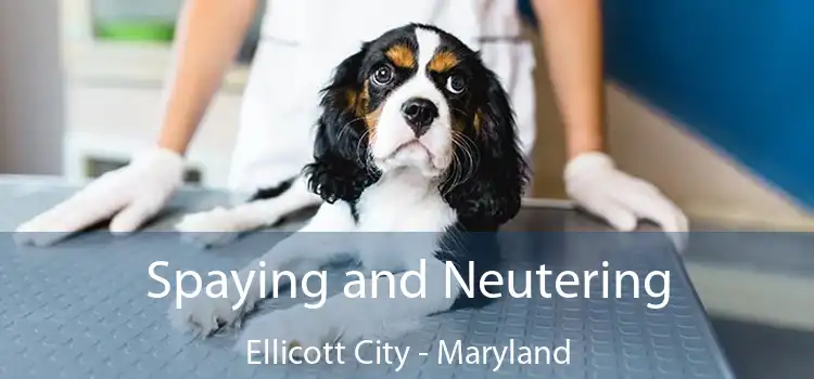 Spaying and Neutering Ellicott City - Maryland