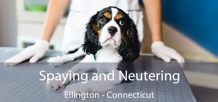 Spaying and Neutering Ellington - Connecticut