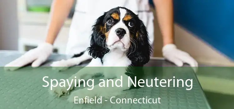 Spaying and Neutering Enfield - Connecticut