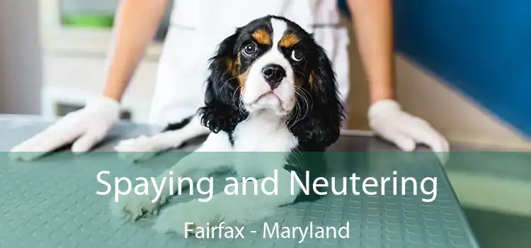 Spaying and Neutering Fairfax - Maryland