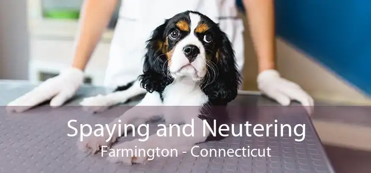 Spaying and Neutering Farmington - Connecticut